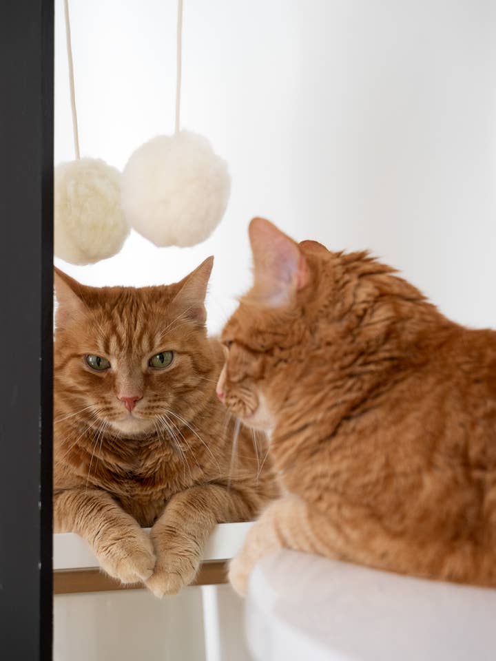 Jouet pour chat en peau de mouton naturelle : Ball pour la vente par Mellow