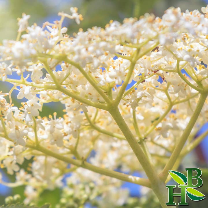 Herb To Body – Engroshandel Krydderurter – Ældste Blomster Hele1