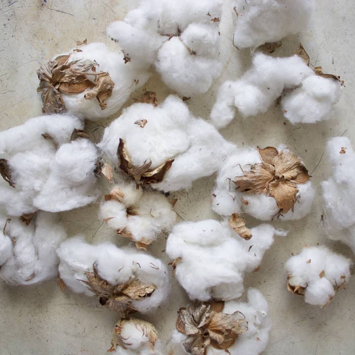 Roxanne's Dried Flowers - Wholesale Dried/Pressed Flowers - Cotton Bolls1