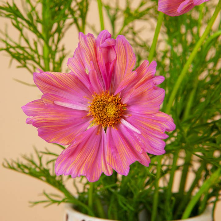 Plantgem - Wholesale Plant Seeds - Apricotta Cosmos - 100 Seeds