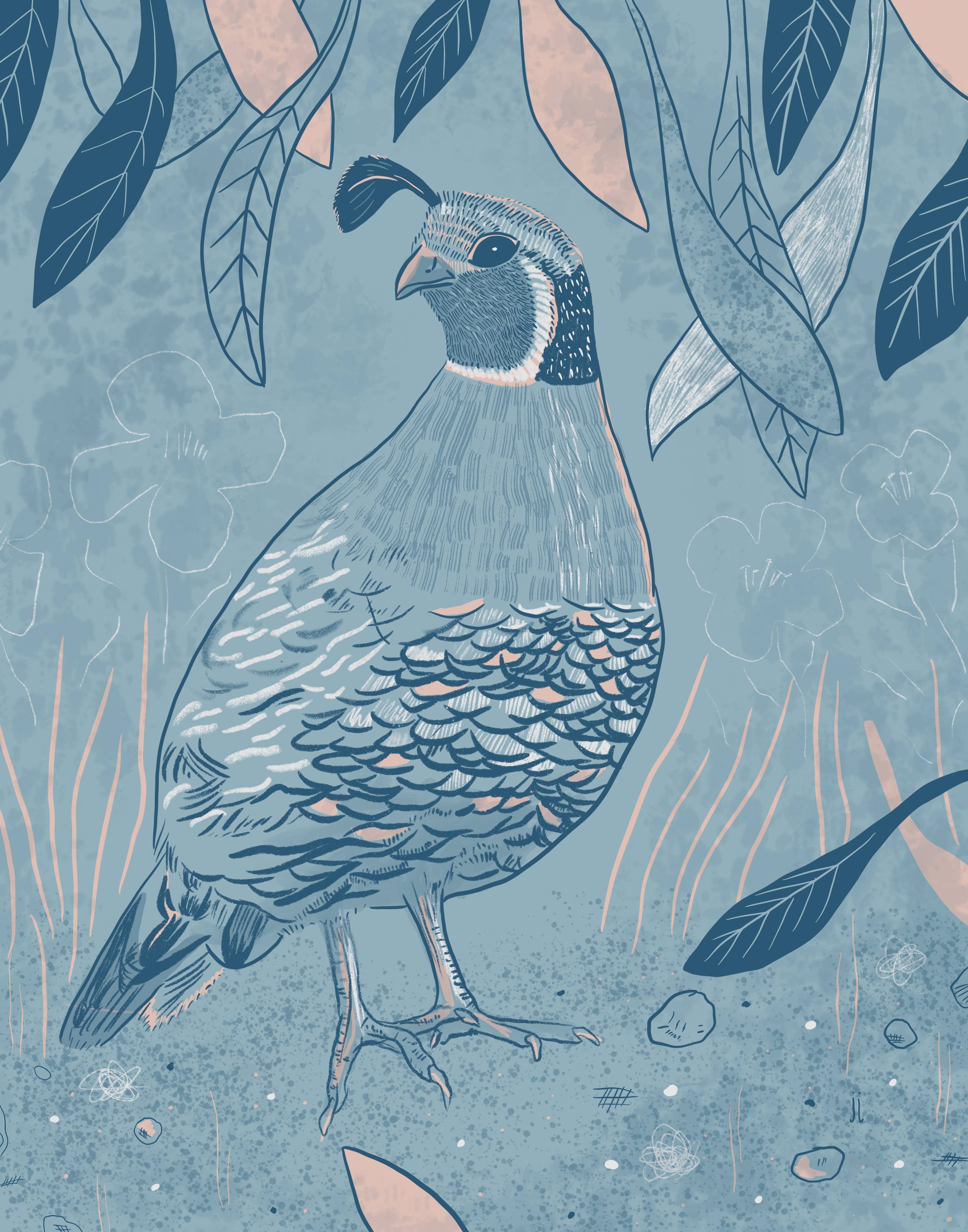 June Jewell Designs - Wholesale Art Print - 5”x7” Quail on Blue Art Print3