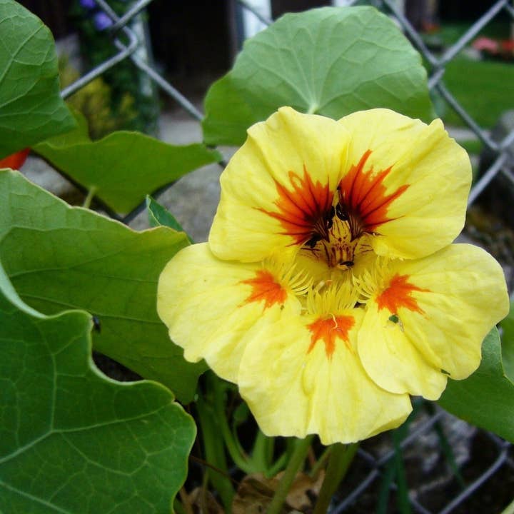 Sow True Seed - Wholesale Plant Seeds - Nasturtium Seeds - Peach Melba Dwarf