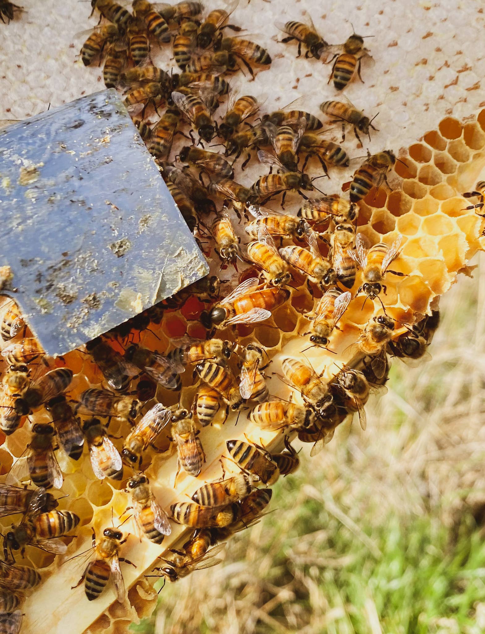Messner Bee Farm - Wholesale Hand & Body Lotion - Plain and Simple - Milk and Honey Lotion - 2oz Travel7