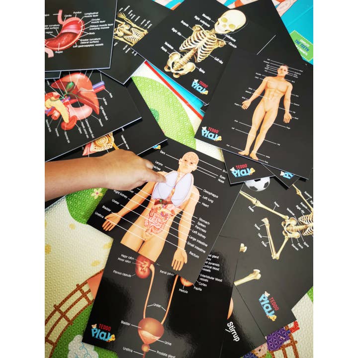 Teddo Play – Großhandel Lernkarten – Kind & Baby – Schließen Sie die pädagogischen Geschenke der menschlichen Anatomie+Werbegeschenke ab13