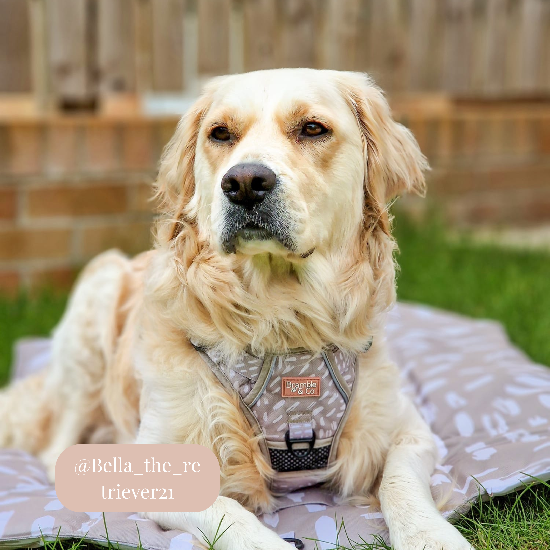 Bramble & Co - Venta al por mayor Esterilla - Perros - Alfombrilla de Viaje - La Neutralidad de los Sentimientos9