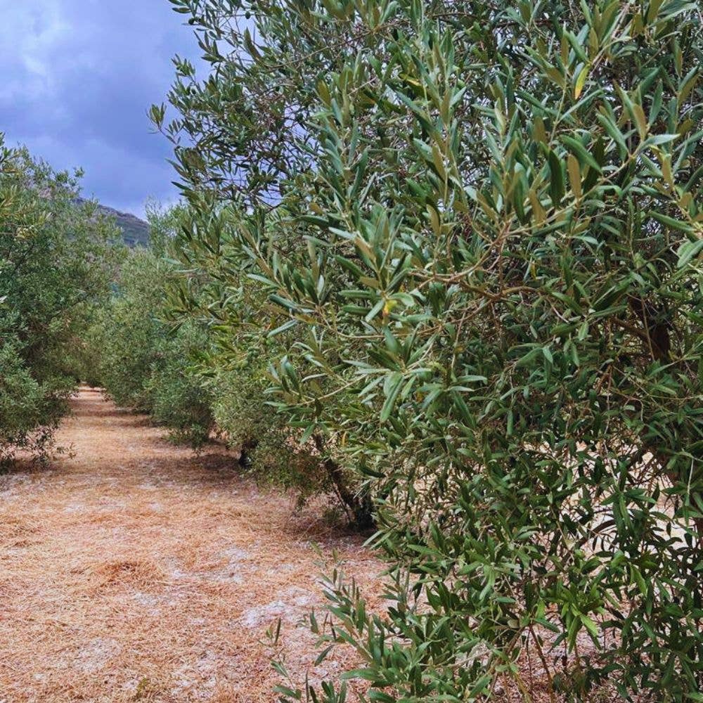 L'ABELLA MIEL – Großhandel Olivenöl – L'Abellamel natives Olivenöl extra in Dose – 500 ml3