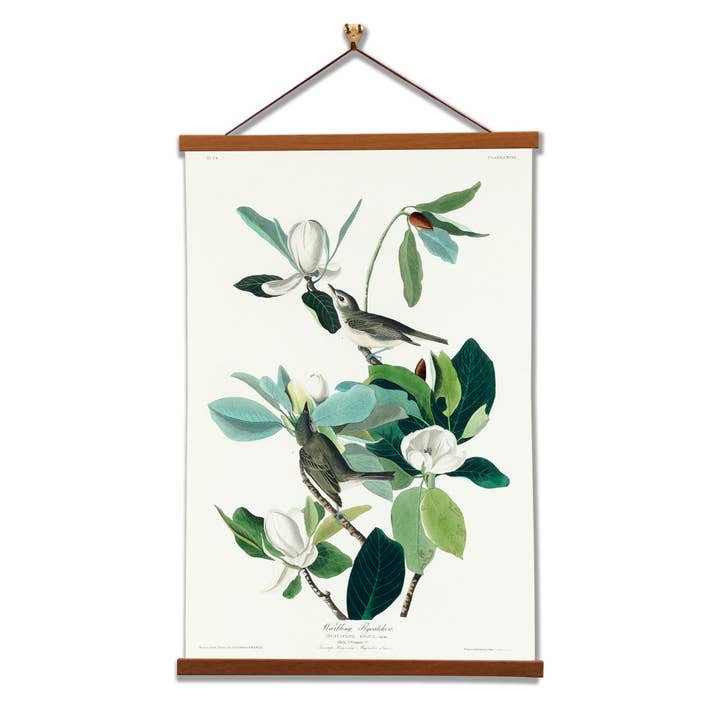 Warbling Flycatcher - James Audubon - Wall Art Canvas Prints for wholesale by Vintage Banners