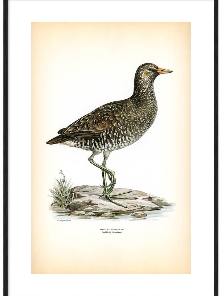 Småfläckig sumphöna för wholesale av Svenska Fåglar