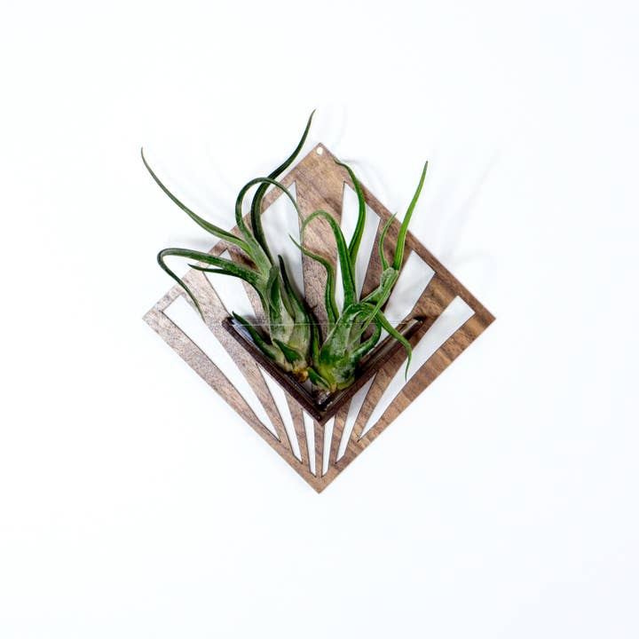 LIGHT RAZOR DESIGN STUDIO - Wholesale Wall planter - Air Plant Holder / Quadrate Wall Hanging Planter 2122