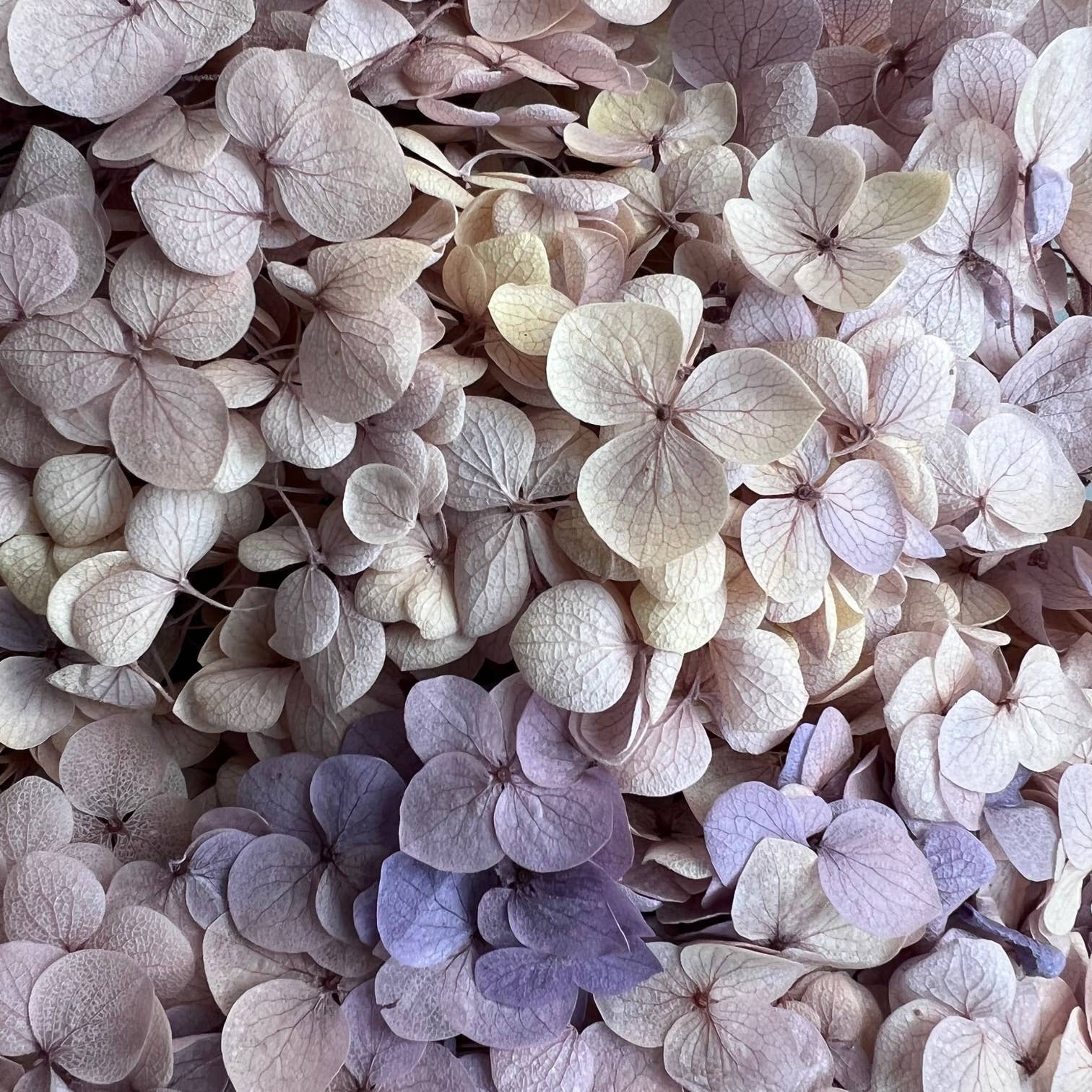 Flowery Work - Wholesale Dried/Pressed Flowers - 30 Colours Preserved & Dried Boxed Hydrangea Flower 30g20