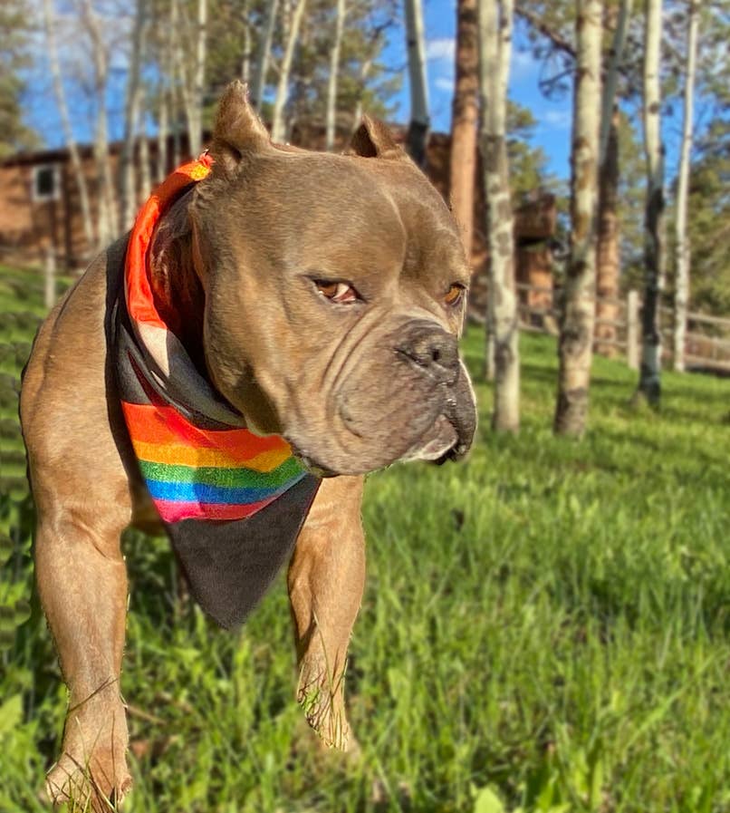 Walk-e-Woo – wholesale Pet bandana – Dog – Sport Bandana - Rainbow Pride5