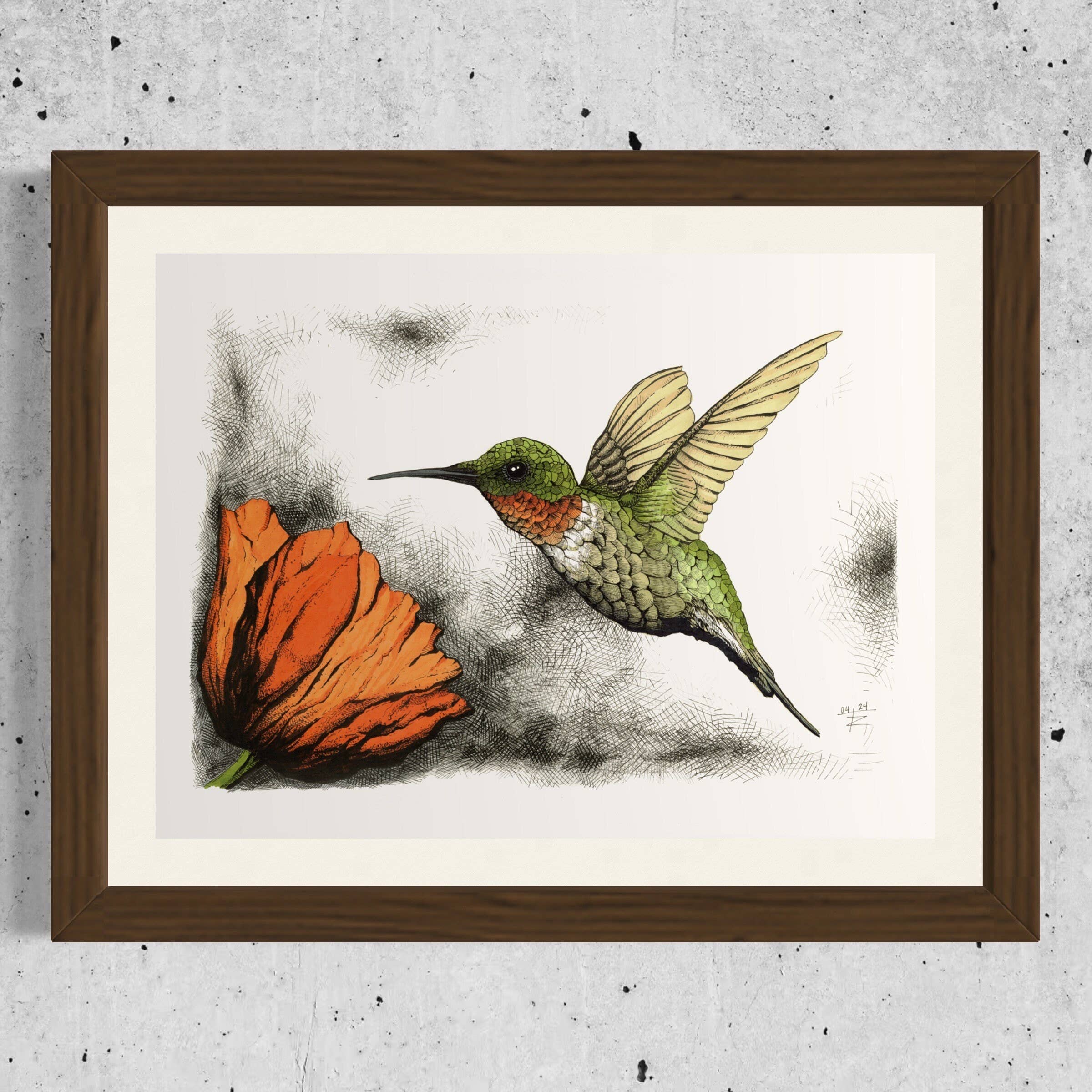 Tony Rubsam Illustrations – wholesale Art print – Ruby-throated Hummingbird & Poppy Pen and Ink Illustration8