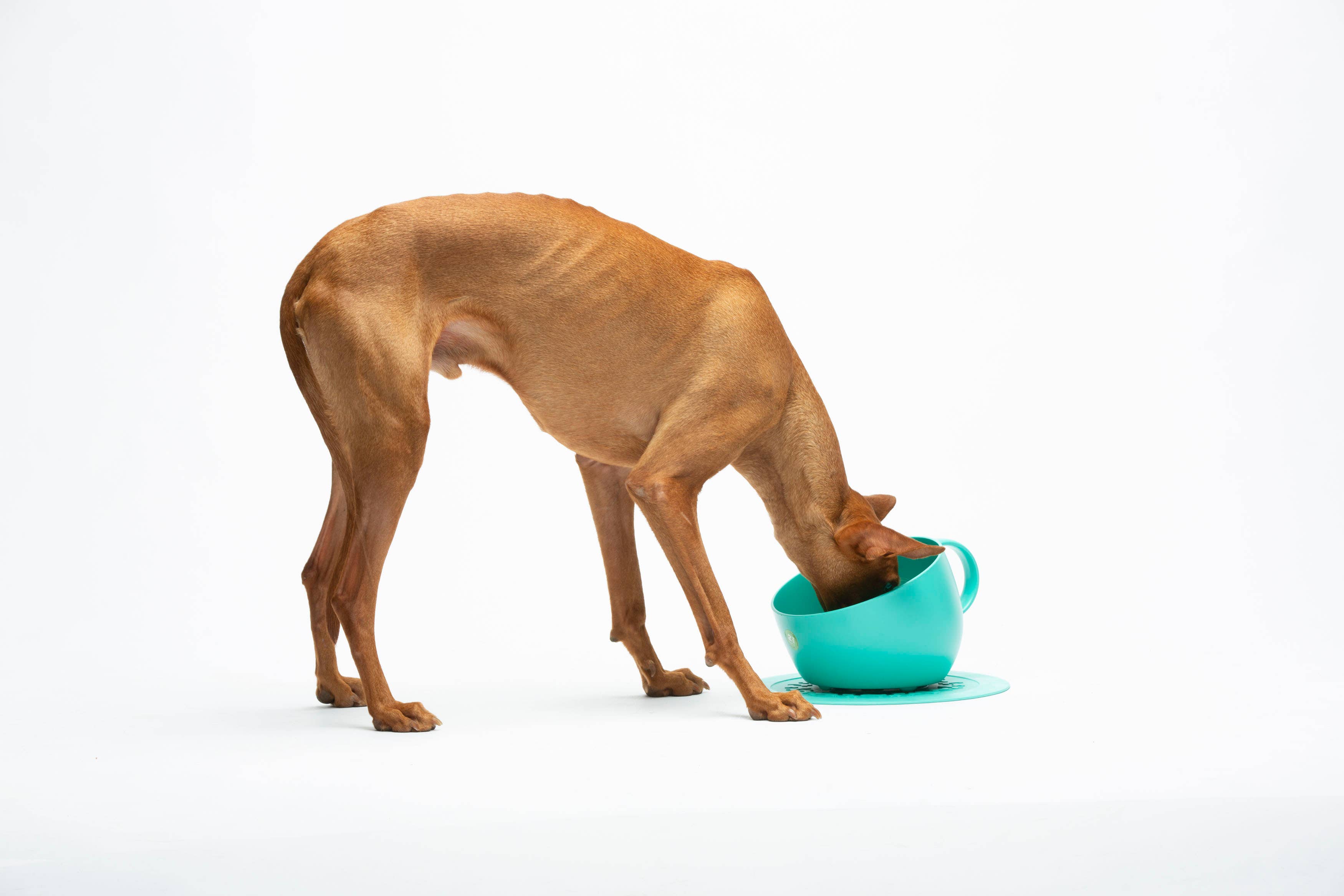 United Pets - Wholesale Pet Bowl - Cat/Dog - Eco-friendly anti-splash tall bowl for food and water3