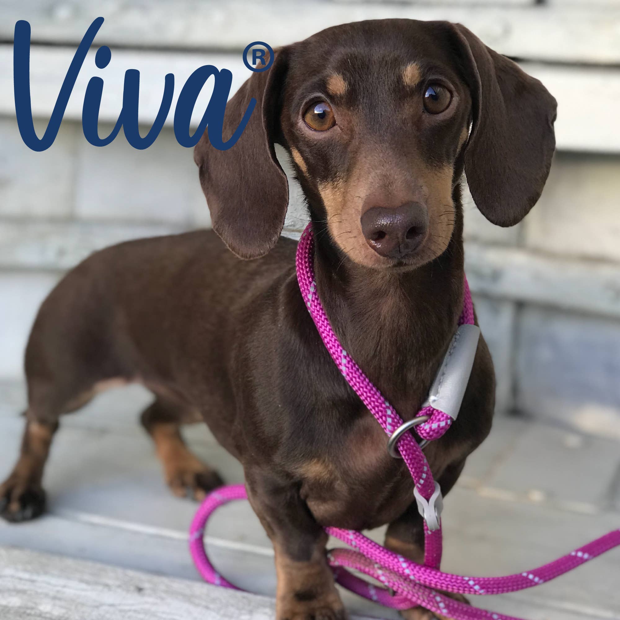 Ancol Pet Products Ltd – wholesale Pet leash – Dog – Viva Rope Slip Lead 120cm x 1cm - various colours7