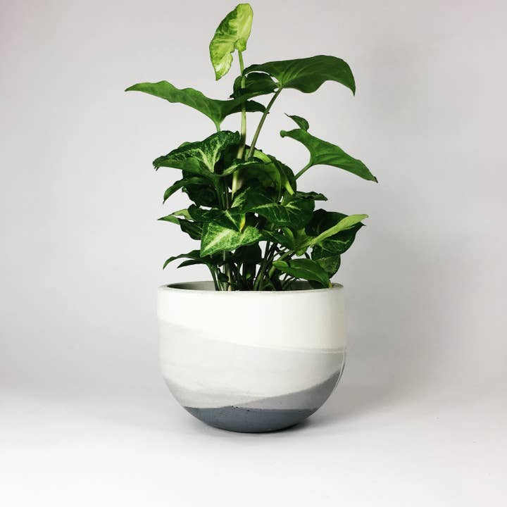 Settlewell - Wholesale Plant Pot - 9" Concrete Bowl Planter / 13 Colors11
