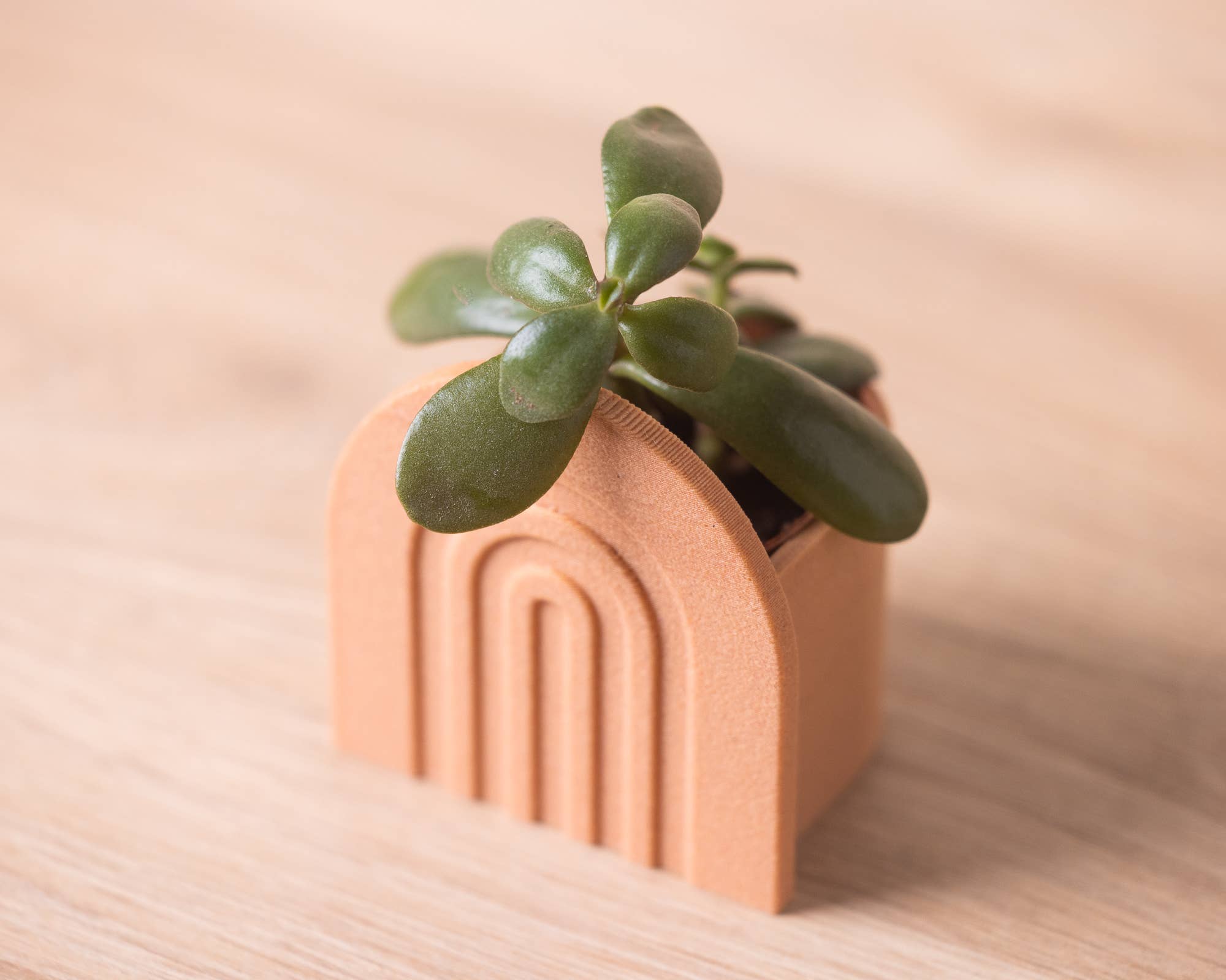 Copo Design - Wholesale Plant Pot - Small planters - Wood based - Plastic free - Ribon6