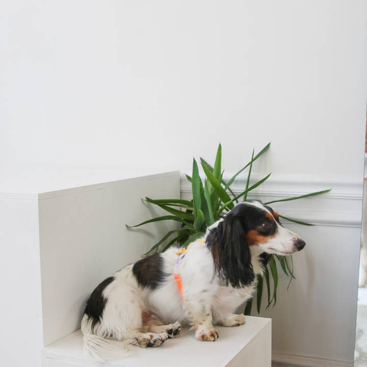 Furlou - Wholesale Pet Harness - Dog - Rainbow - Dog Harness