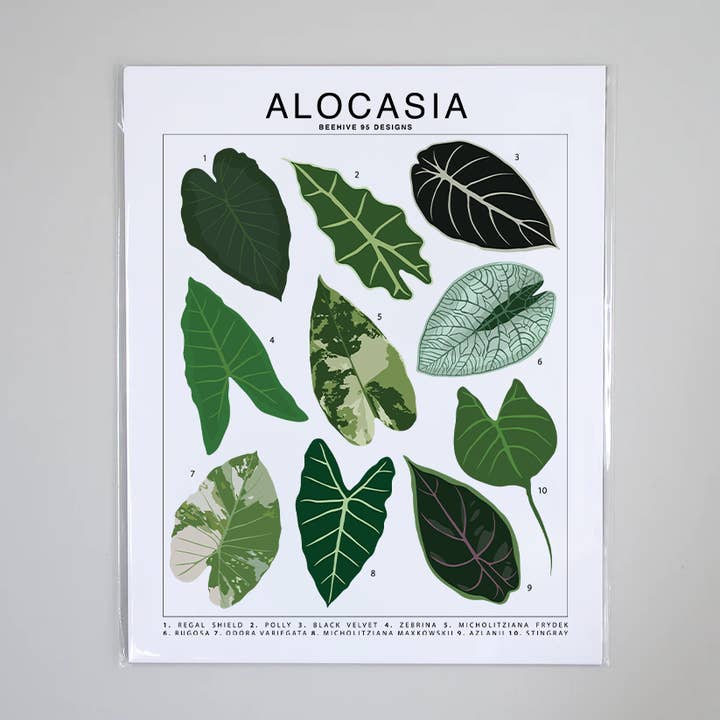 Alocasia Species ID Chart - Botanical Houseplant Art Print for wholesale by Beehive 95 Designs