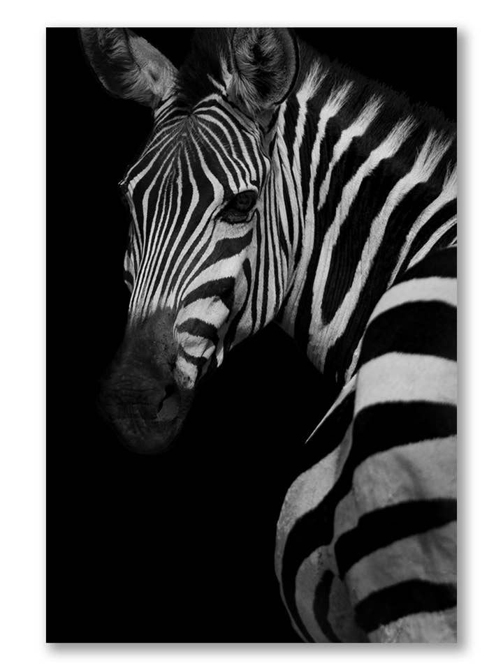 Profile of a Zebra, Canvas Wall Art for wholesale by Artography Limited