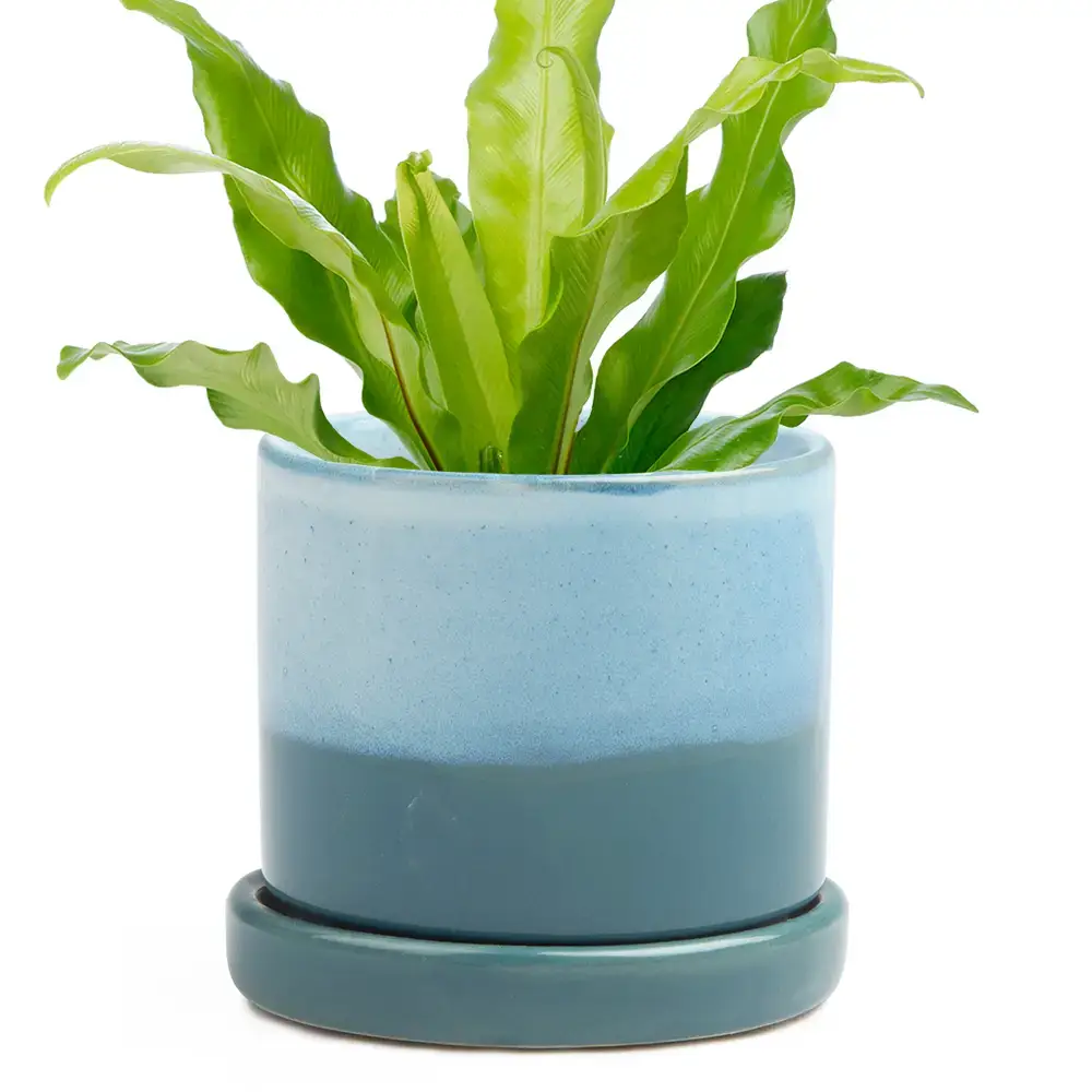 Chive - Wholesale Plant Pot - Minute Handmade Ceramic Planter Indoors Pot With Saucer29