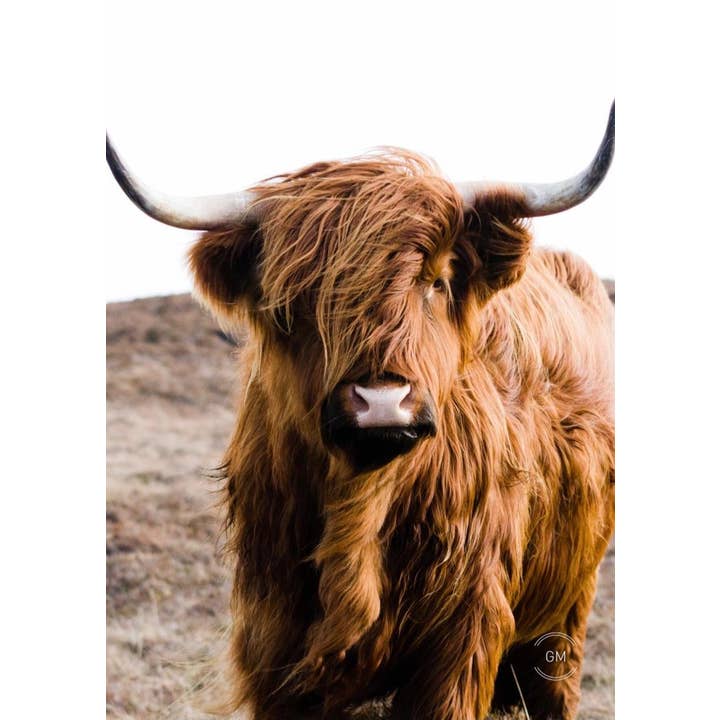 Pôster de jardim Vaca Marrom por atacado de GM decoratie