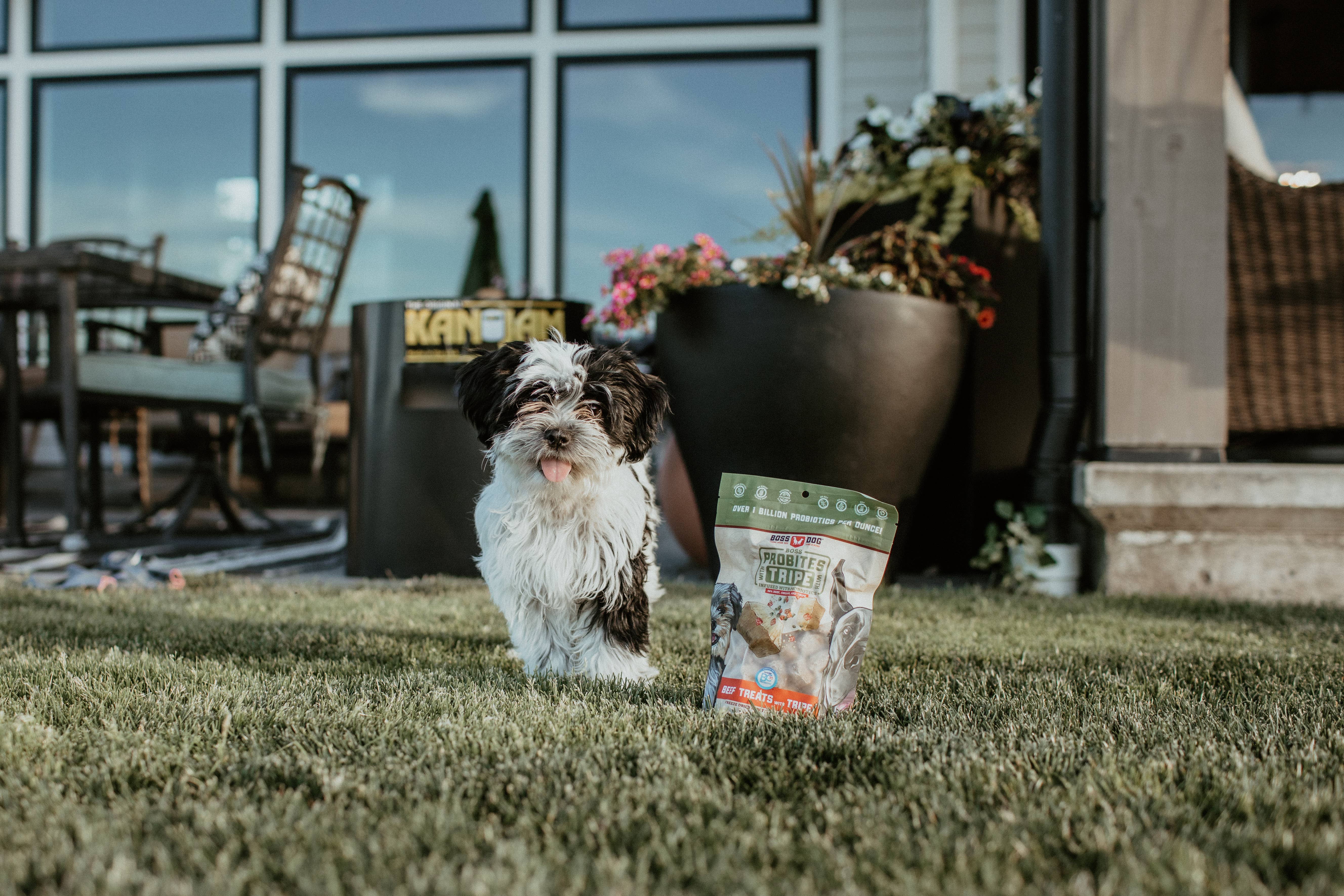 BOSS DOG BRAND, INC. - Wholesale Pet Treats - Dog - Boss Dog & Boss Cat Probites W/ Tripe- Beef (3oz)1