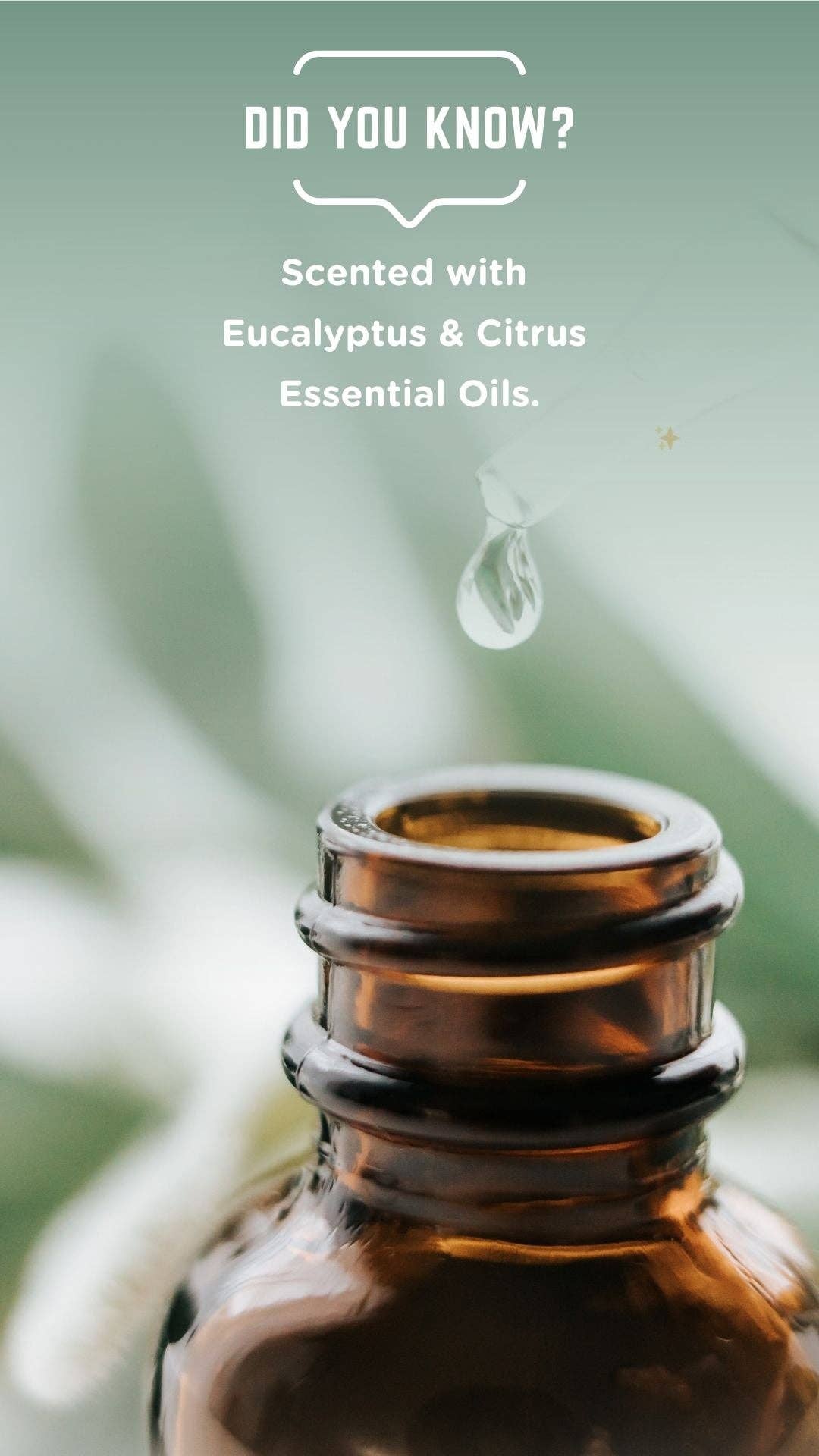 Eco Living Club - Wholesale Toiletreiniger - Eco Living Club Toiletbleekstrips met eucalyptus en citrus2