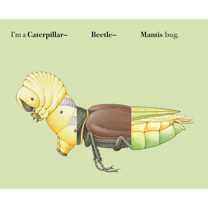 W. W. Norton - Wholesale Coloring & Activity Book - Kids & Baby - Build-A-Bug6