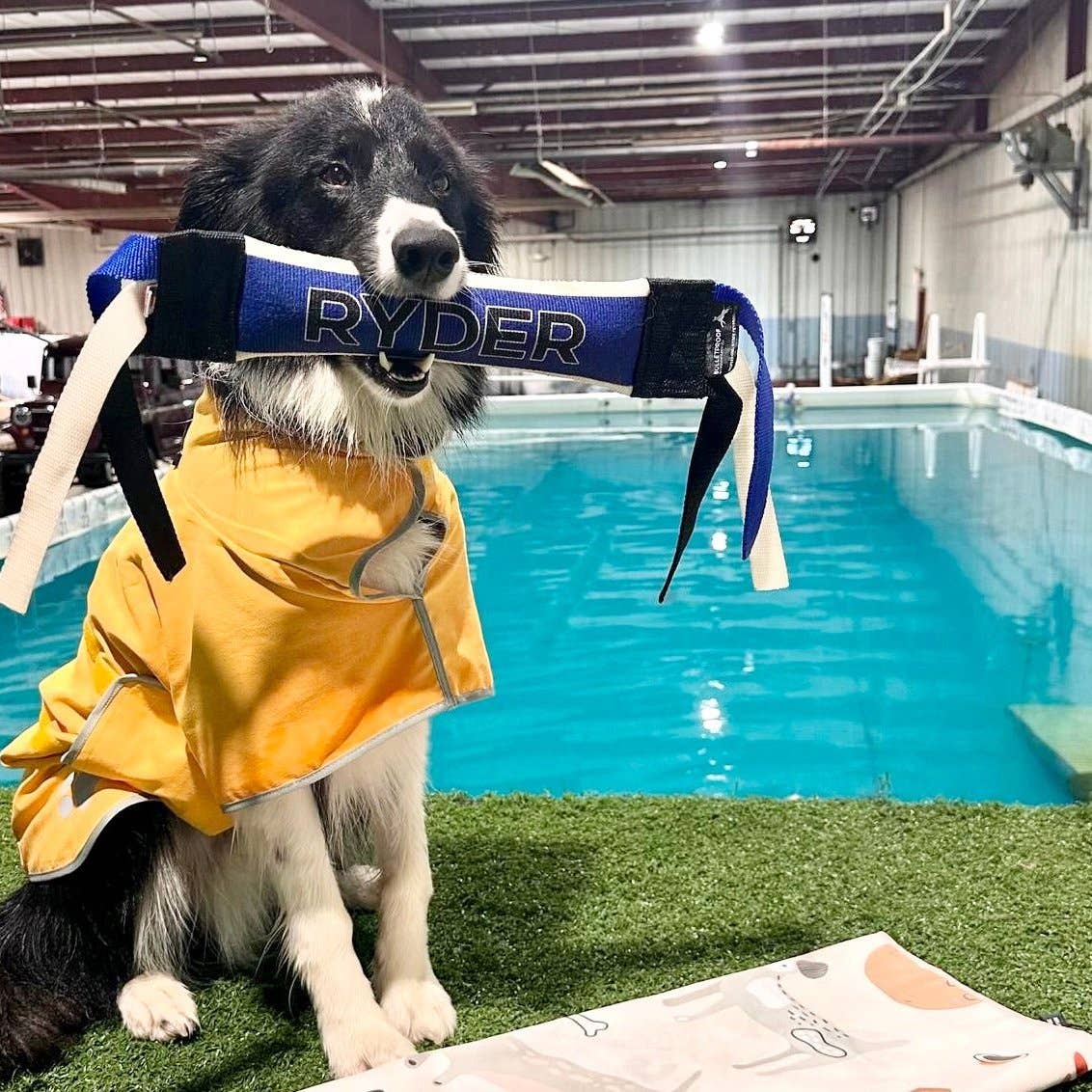 Pouty Paws - Wholesale Pet Towel - Dog - Super Absorbent Lightweight Dog Drying Robe5