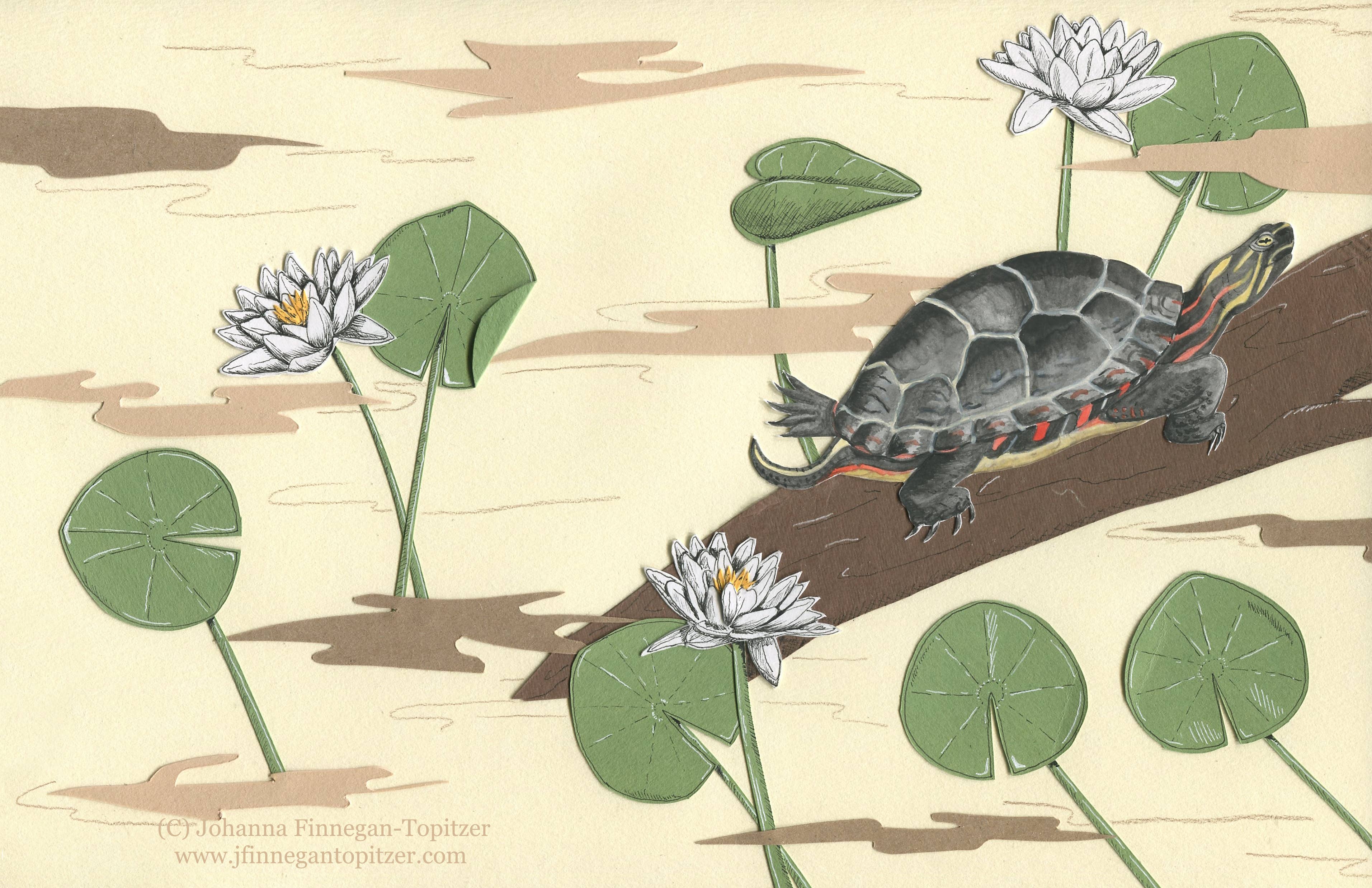 Johanna Finnegan-Topitzer - Wholesale Everyday Greeting Card - Turtle Blank Greeting Card, 4.25" x 5.5"1