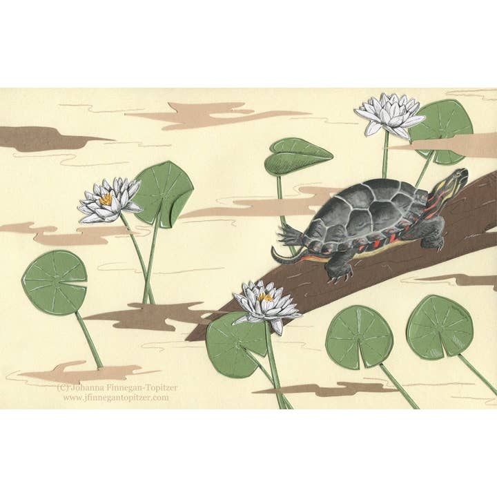 Johanna Finnegan-Topitzer - Wholesale Everyday Greeting Card - Turtle Blank Greeting Card, 4.25" x 5.5"1