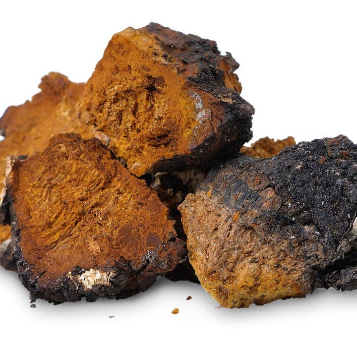 GO Mushrooms - Wholesale Tincture - CHAGA Medicinal Tincture2