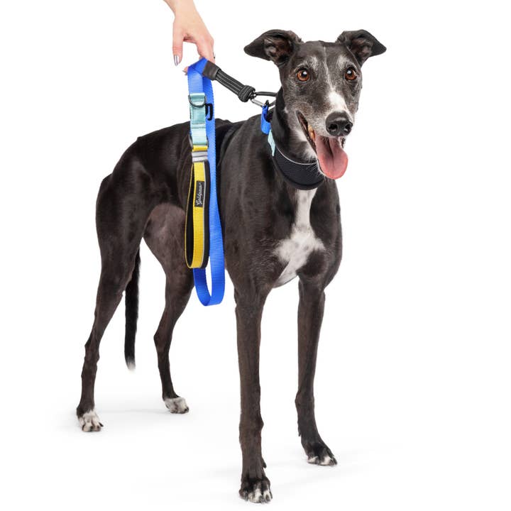 Gold Paw Series - Wholesale Pet Collar - Dog - Featherweight Hound Collar