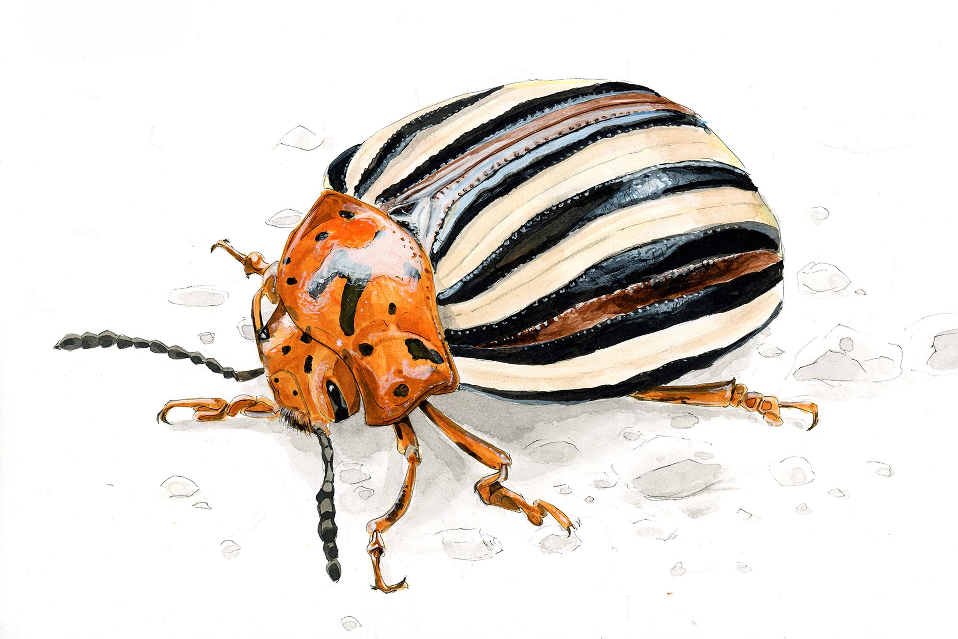 resetreality - Wholesale Art Print - False Potato Beetle (Leptinotarsa juncta) Art Print1