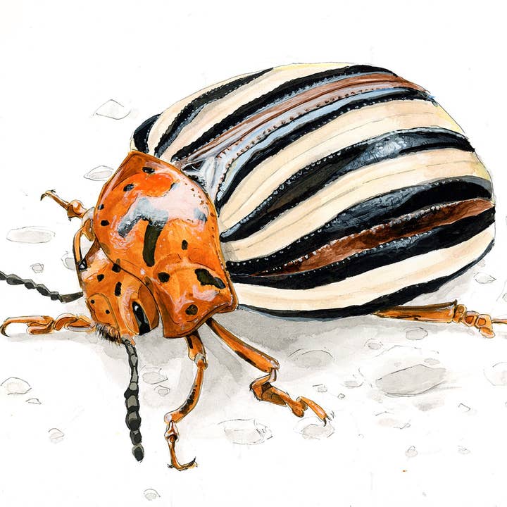 resetreality - Wholesale Art Print - False Potato Beetle (Leptinotarsa juncta) Art Print1