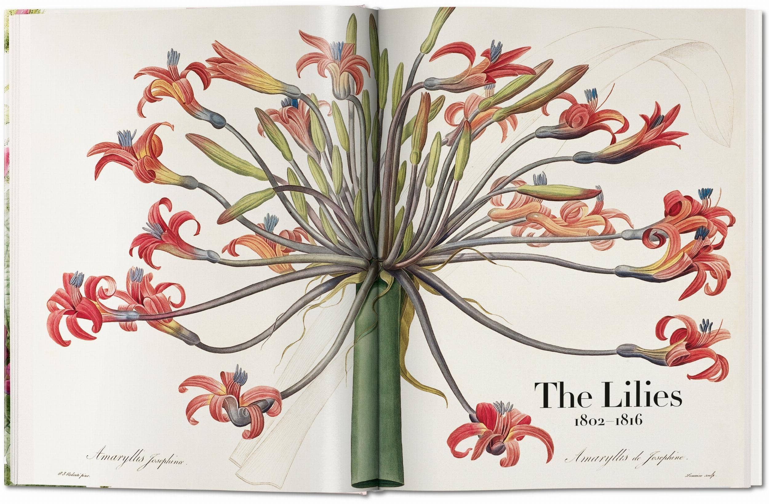 TASCHEN Europe - Wholesale Nature & Outdoors Book - Redouté. El libro de las flores (Spanish, English, Italian)2
