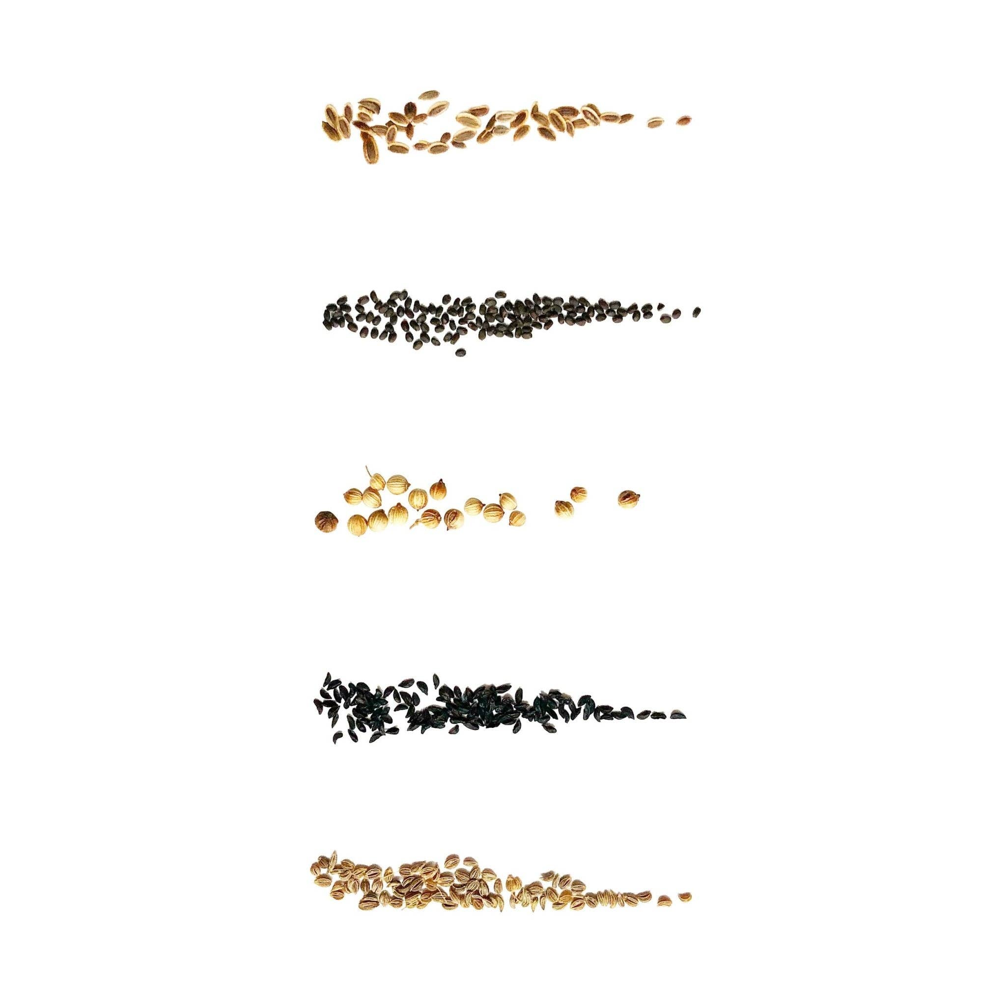 RT1home - Venta al por mayor Semillas de plantas - Semillas de hierbas culinarias I - Paquete de 51