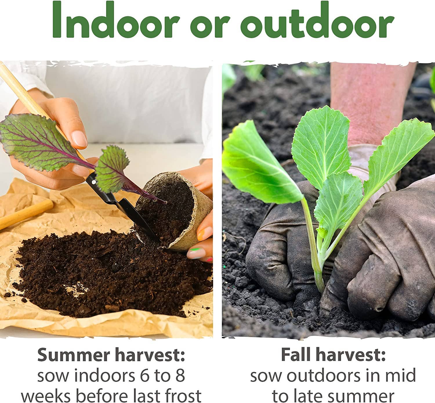 Homegrown Garden - Wholesale Plant Seeds - Non-GMO Vegetable Seeds - 7 Varieties Cabbage Seeds7