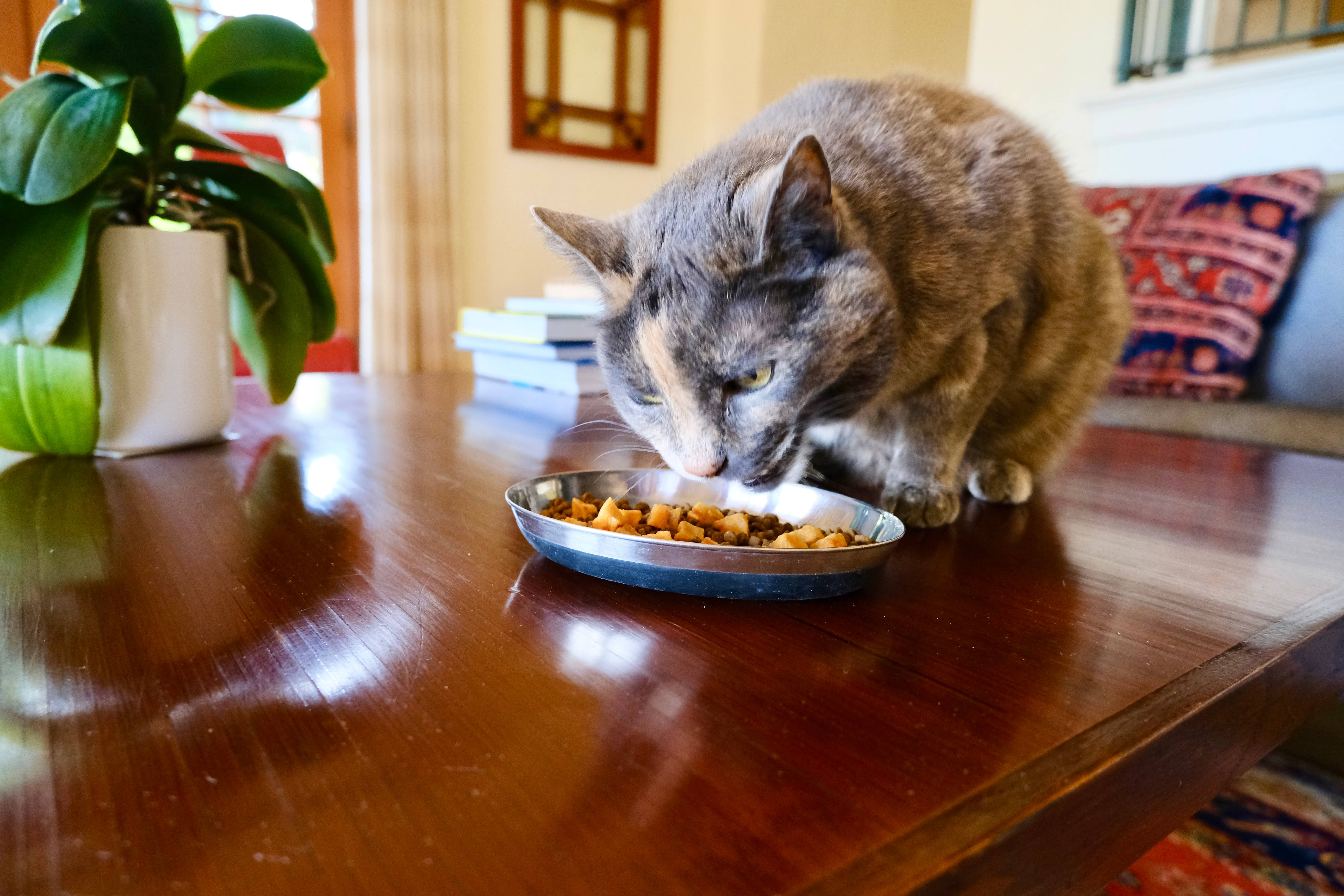 Earthly Pet Company - Wholesale Pet Treats - Cat - Cat Sushi Crunch Sake Pure Wild Salmon Bites 1.5oz4