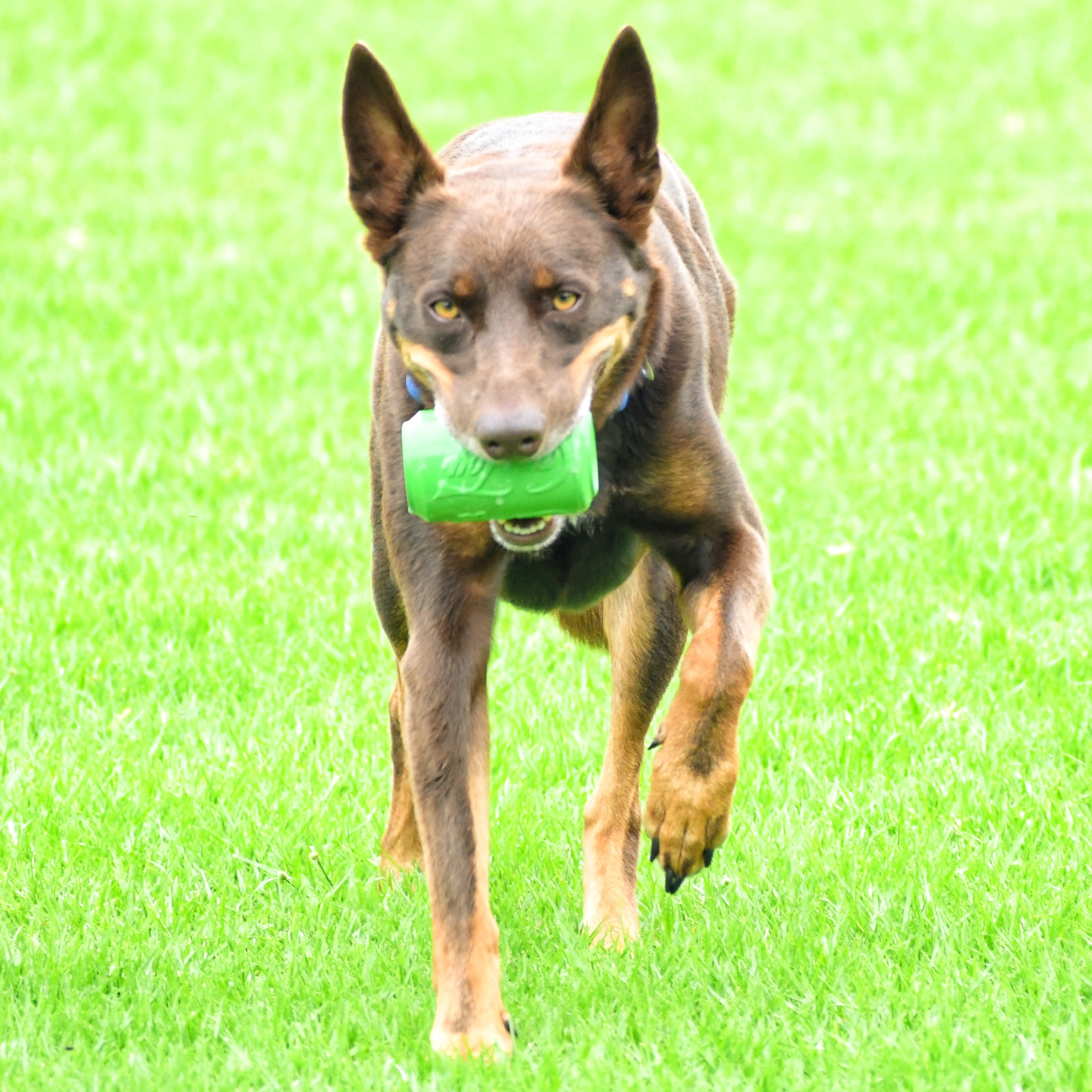 Rover Pet Products - Vente Jouet à mâcher – chien - Canette Toy10