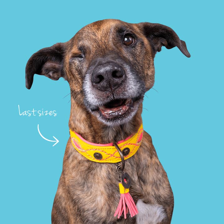 Dog with a Mission - Wholesale Pet Collar - Dog - Collar Urban JESSY3