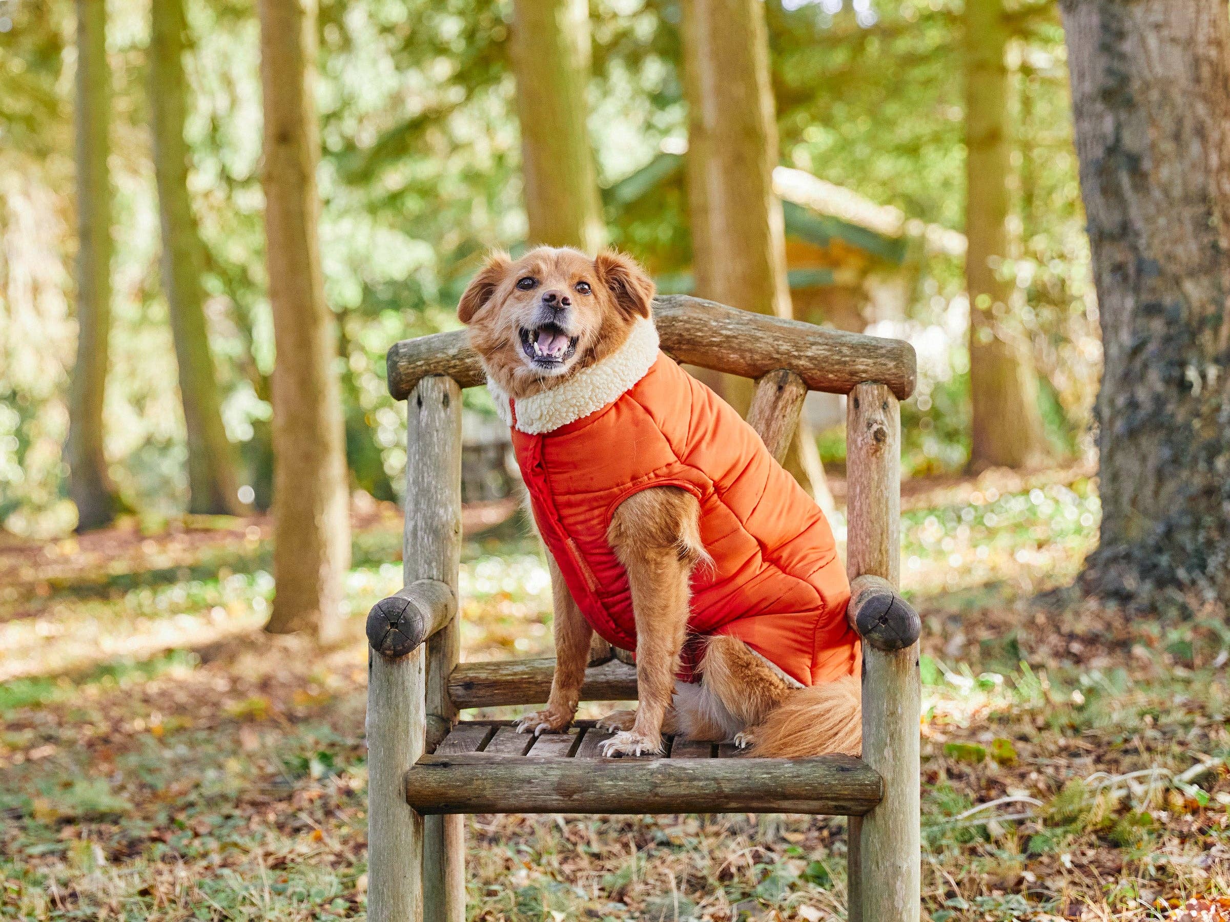 French Bandit - Wholesale Pet Coat - Dog - Thick dog jacket6