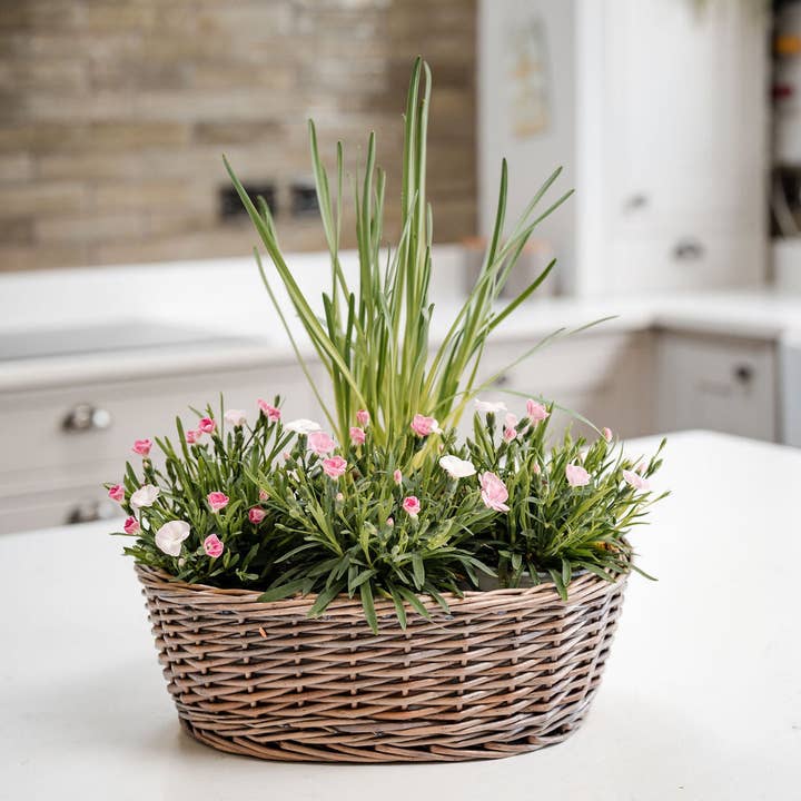 Arthur Cameron - Wholesale Plant Pot - Antique Wash Oval Wicker Tabletop Planter4