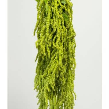 Florasource - Wholesale Fresh Cut Flowers - Amaranthus Green Hanging 10 bunches0