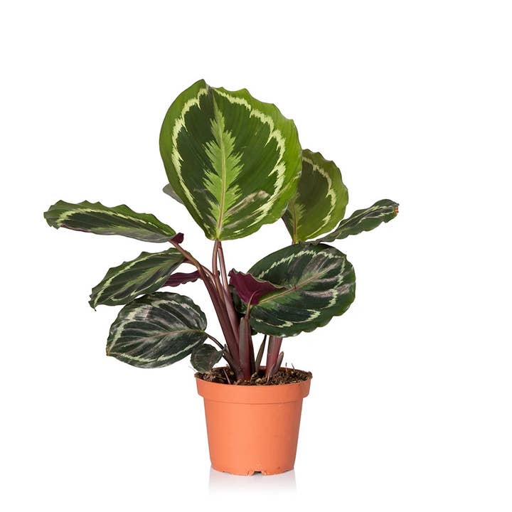 The Little Botanical – wholesale Live plant – Calathea Mix2