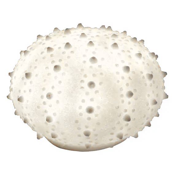 Modern Coastal by Contrast Inc. – Engroshandel Skrivebordslampe – Sandsten søpindsvin lyskasse4