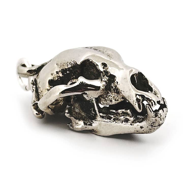 Ours noir d'Amérique pour la vente par Fire & Bone