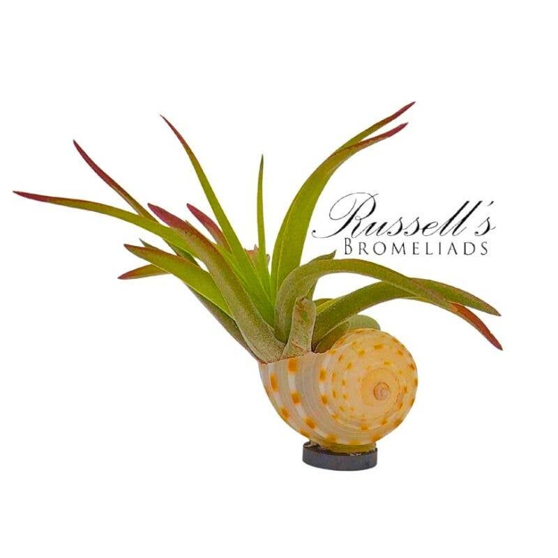 Russell's Bromeliads - Wholesale Live Plant - Magnet Shell with Air Plant2