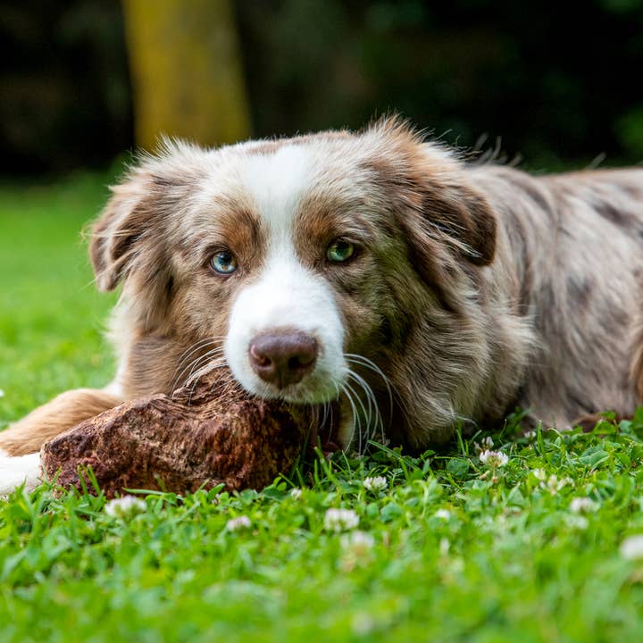 BrucBool, 100% natuurlijke kauwsnack voor honden. Gemaakt in Italië. voor wholesale door Maoripet srl