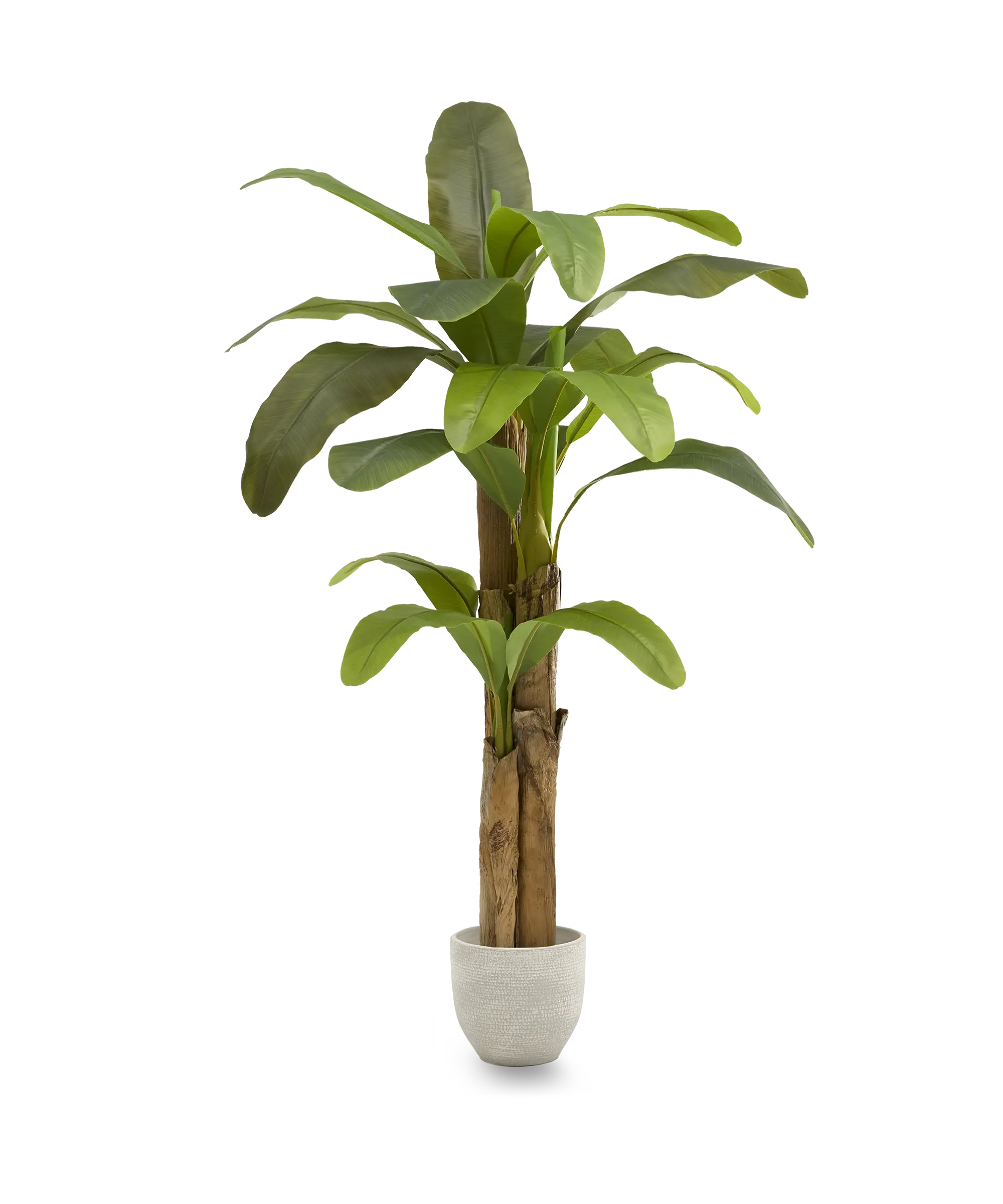 Maia Shop – Planta artificial por atacado – Planta Artificial de Banana 180 cm6